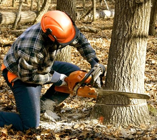 Tree Removal in Hudsonville, MI